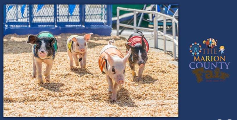 Marion County Fair.jpg