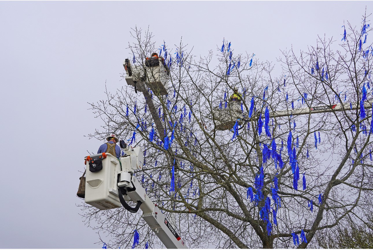 Blue Ribbon Tree 2.jpg