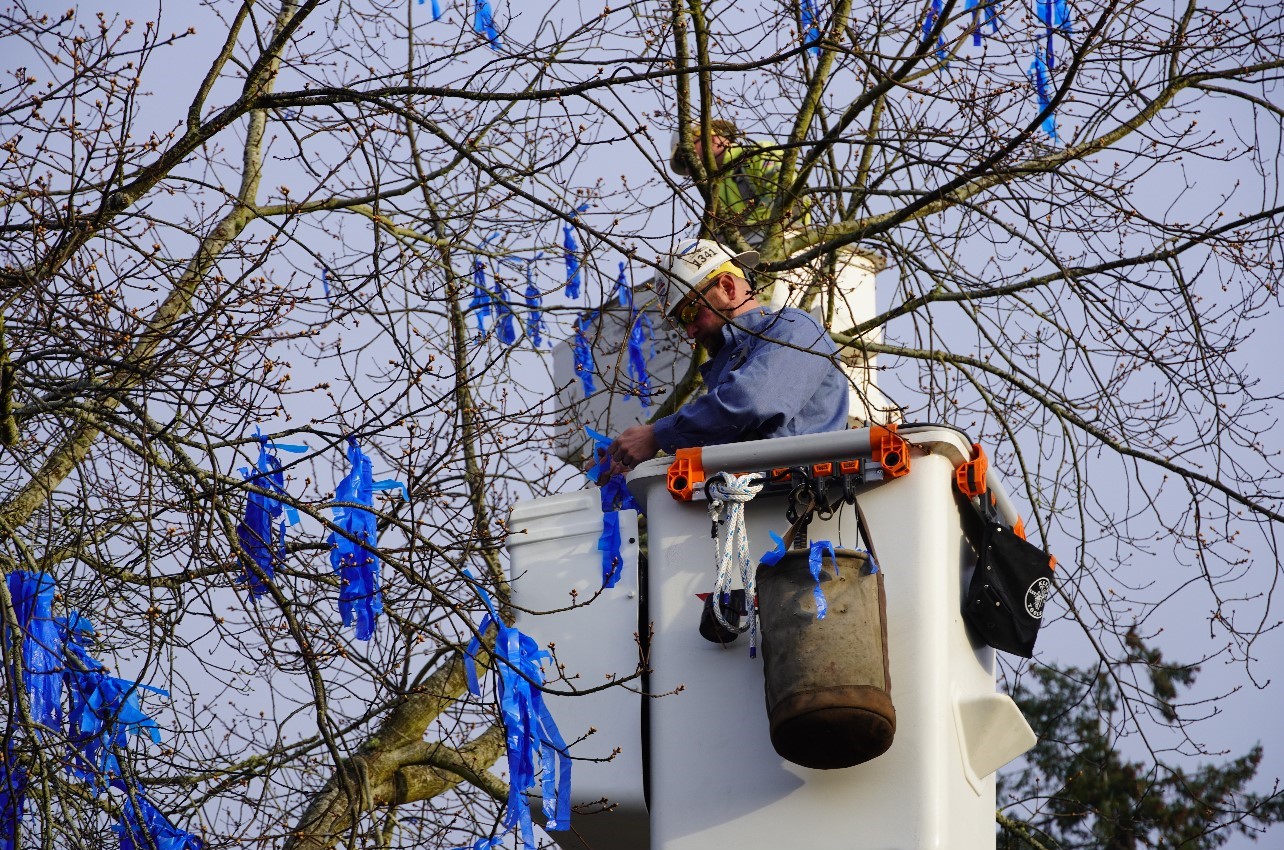 Blue Ribbon Tree 2025.jpg