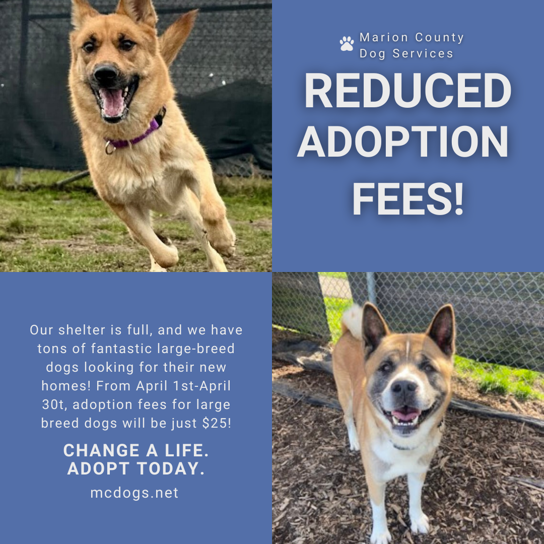 Black and White Modern Dogs Rescue Facebook Post.png