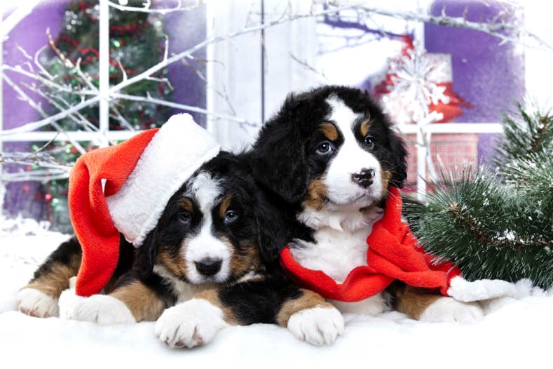 Christmas-Bernese-Puppies.jpg