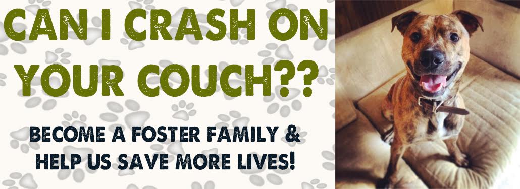 dog shelter.jpg