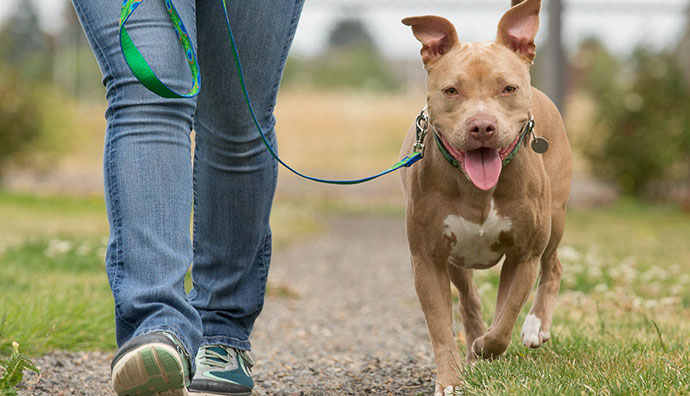 Dog shelter volunteer walking dog