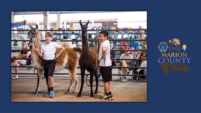 Marion County Fair - llamas