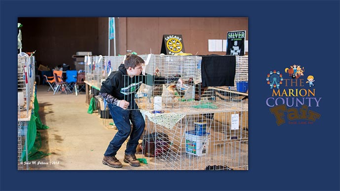 Marion County Fair - boy with chickens