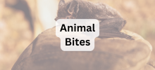 A bat resting on a rock in a natural outdoor setting with the text "Animal Bites" displayed