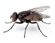 house fly