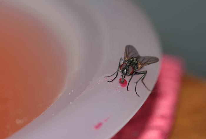 EH - Housefly.jpg