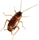 Cucaracha