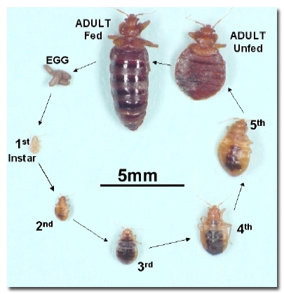 bud bug life cycle