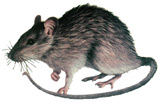 Ratón Doméstico