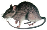 house mouse