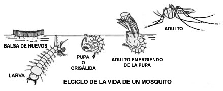 mosquito life cycle