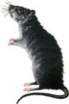 Norway Rat