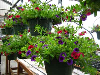 hanging flower baskets