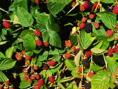 Berries