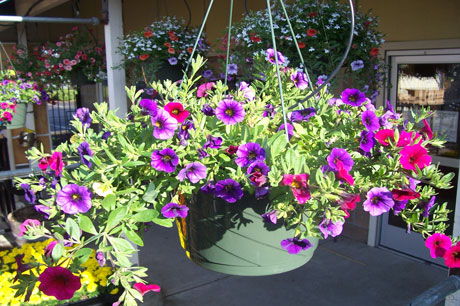 Hanging flower basket