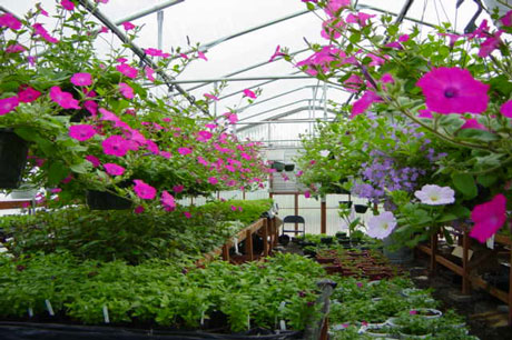 Green house with flowers