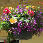 hanging flower basket