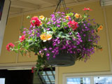 hanging flower basket