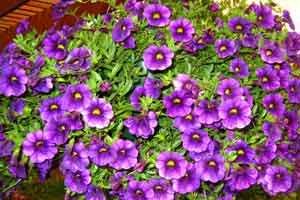 Calibrachoa