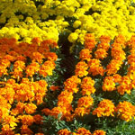 marigolds