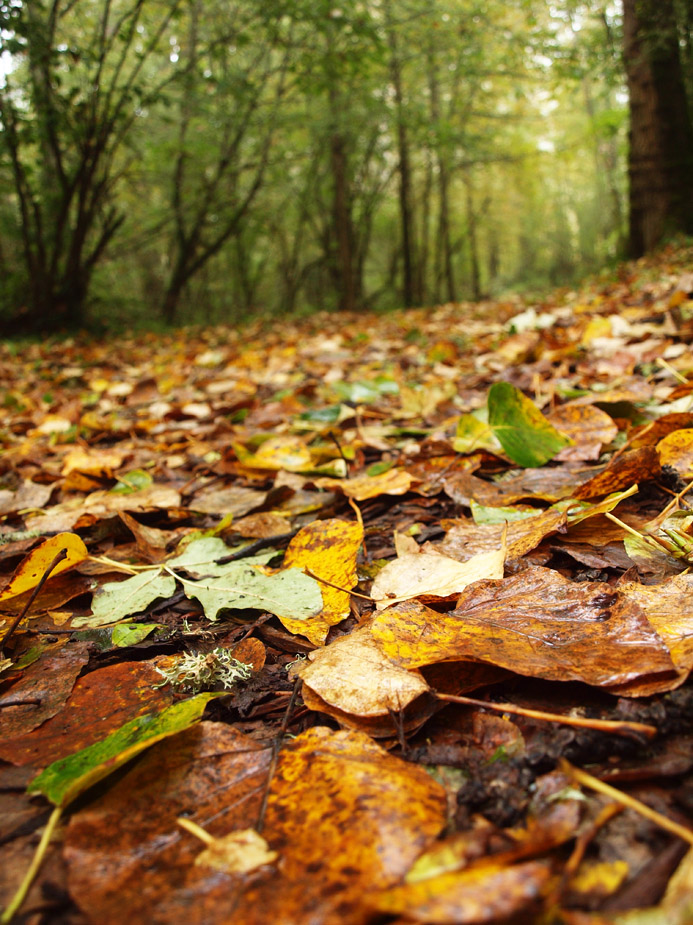 fall leaves