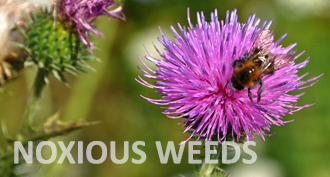 Noxious Weeds