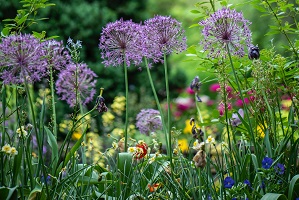 flowers