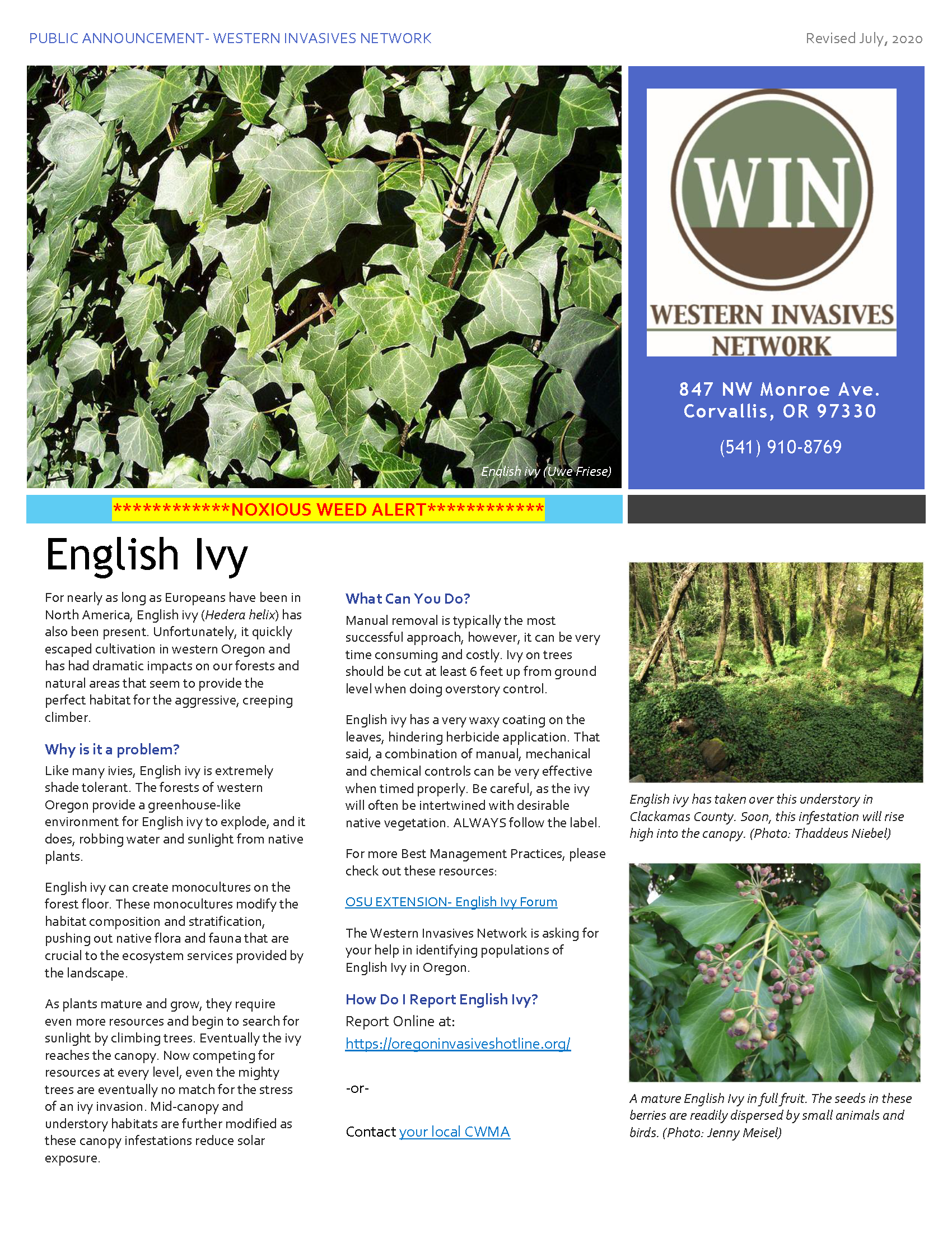 English Ivy Flyer