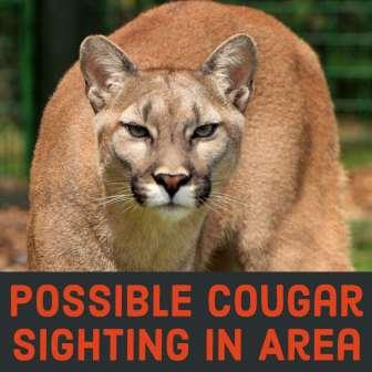 Possible Cougar Sighting Near Joryville Park