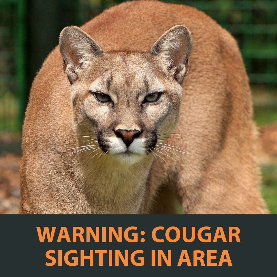 Cougar sighting near Salmon Falls Park