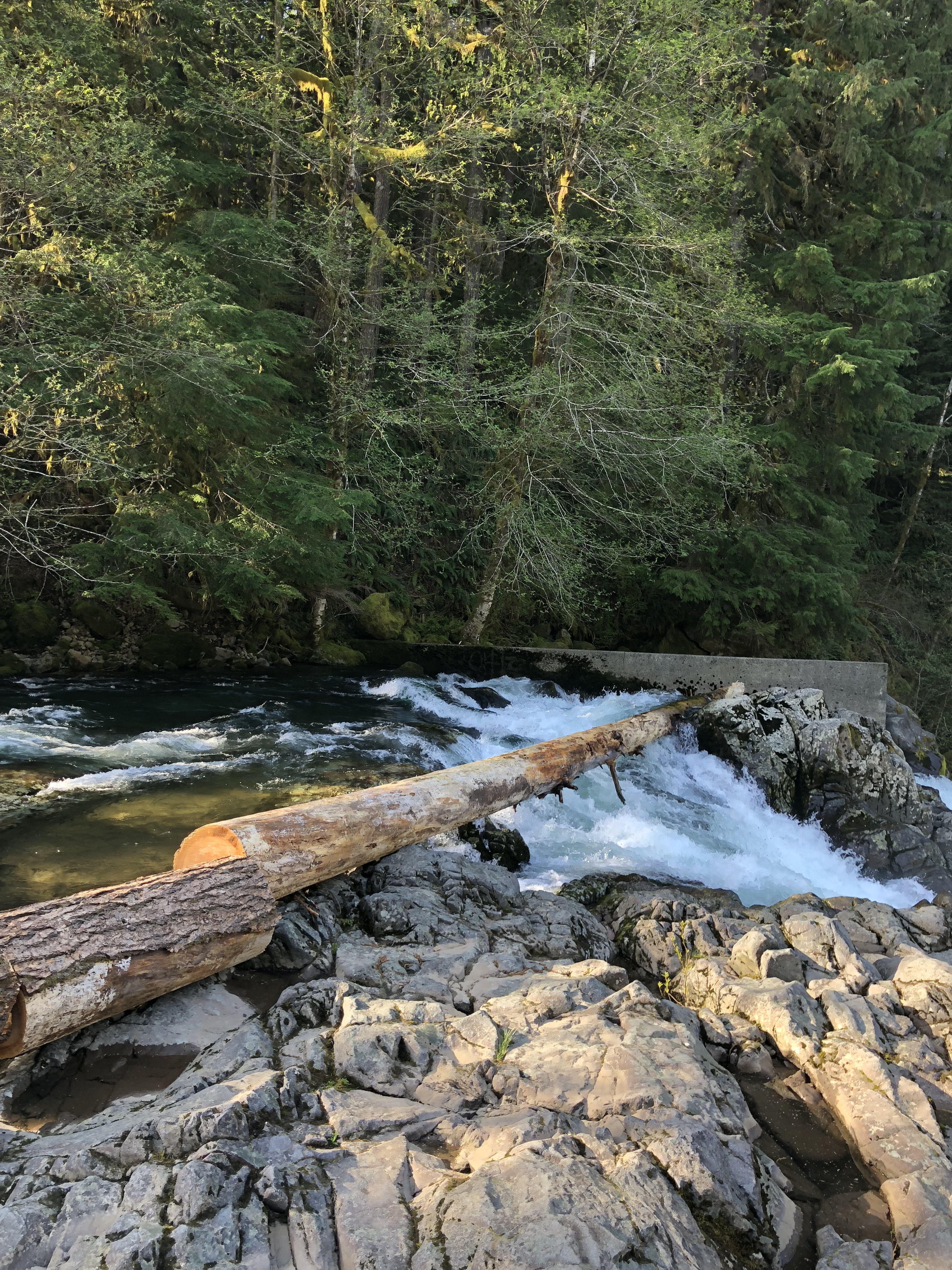 2018 Salmon Falls Tree on Falls.JPG