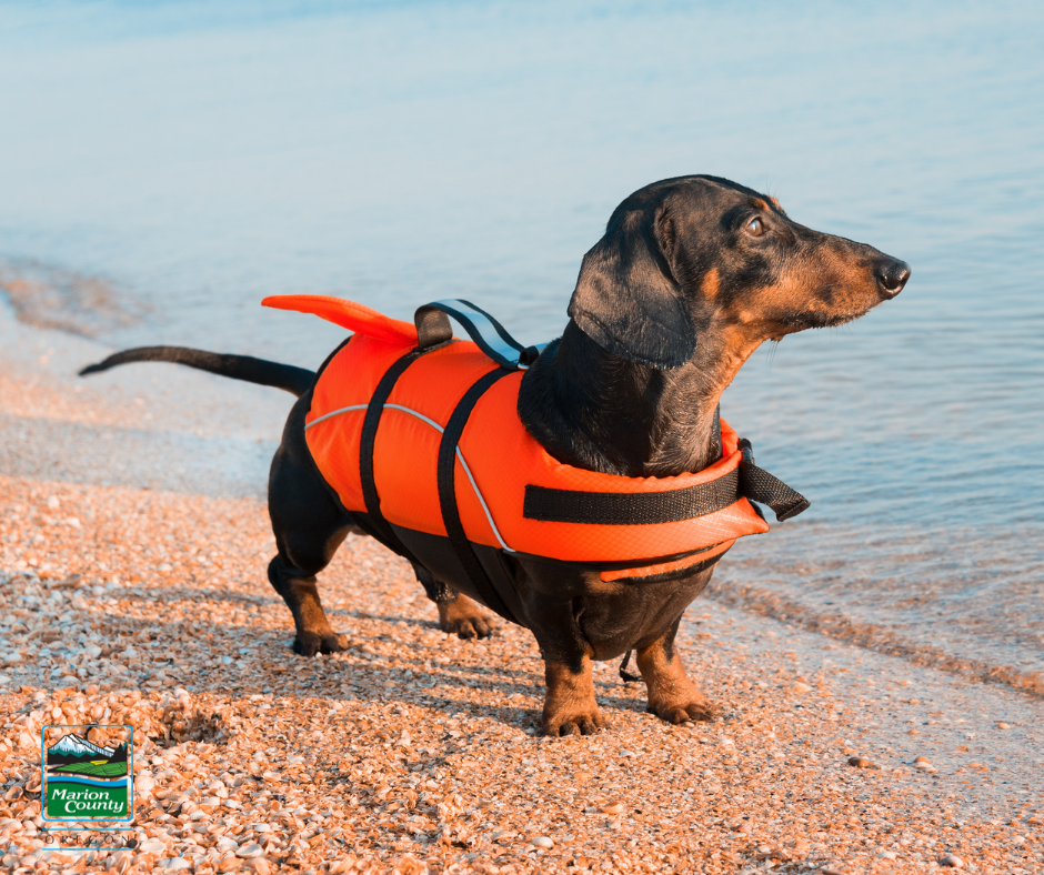 Pet Life Jacket.png