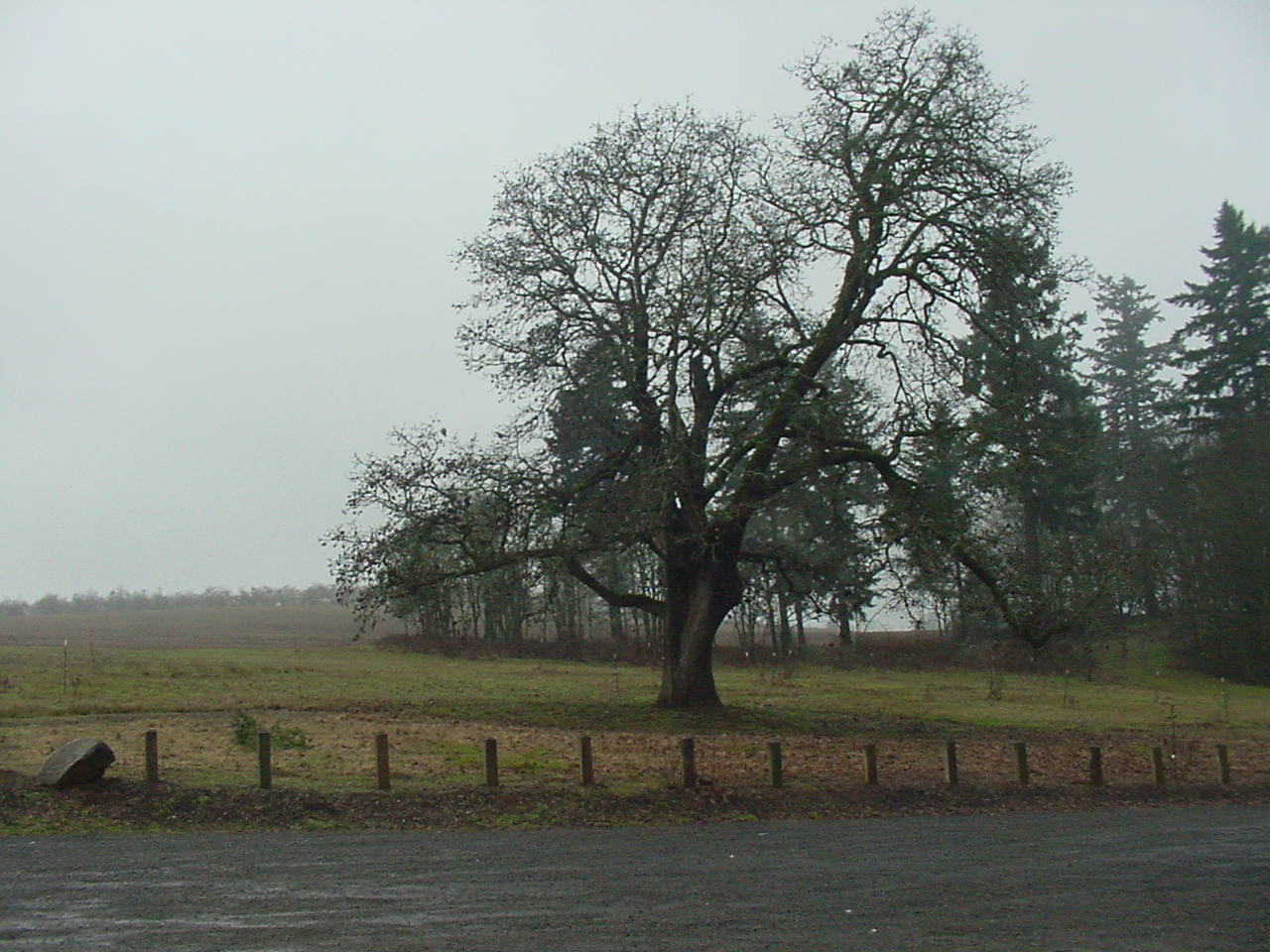 Bonesteele Park