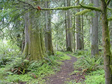 Packsaddle Park path