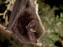 Bat tests positive for rabies